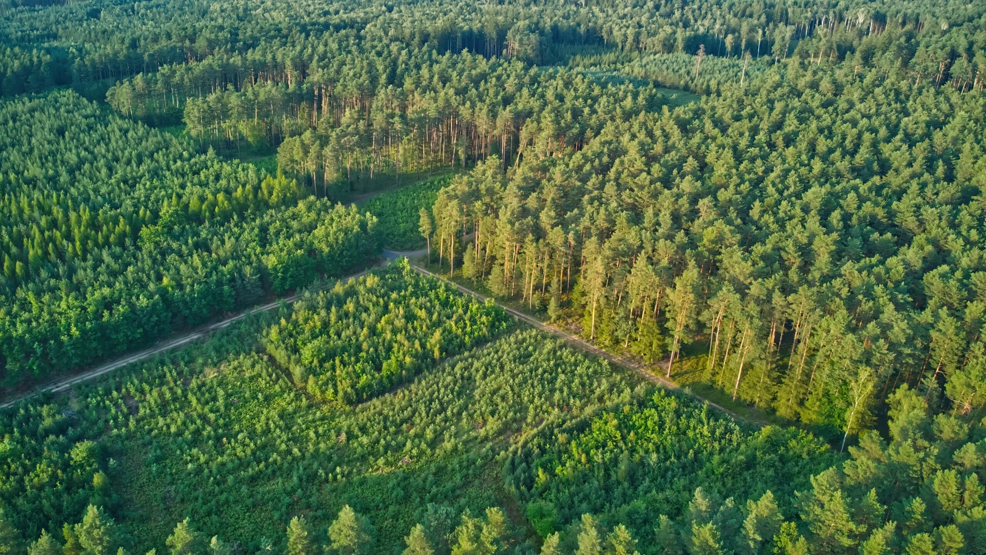 Arboriculture & Forestry Consultancy Services