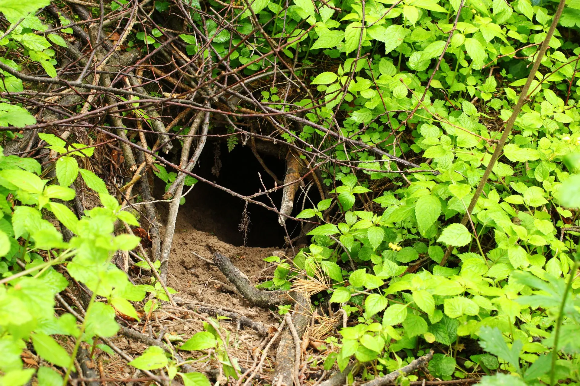 Licensing & Mitigation